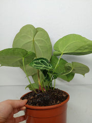 Anthurium Crystallinum Hybrid