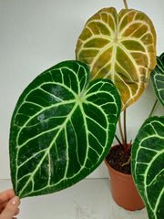 Anthurium Crystallinum Hybrid
