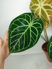 Anthurium Crystallinum Hybrid