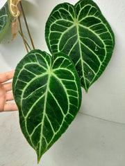 Anthurium Crystallinum Hybrid