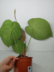 Anthurium Crystallinum Hybrid