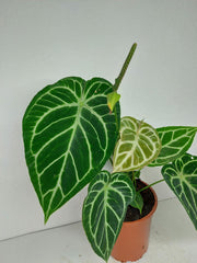 Anthurium Crystallinum Hybrid