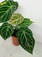 Anthurium Crystallinum Hybrid