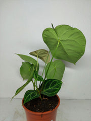 Anthurium Crystallinum Hybrid