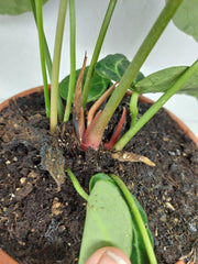 Anthurium Crystallinum Hybrid