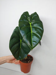 Alocasia Golden Bone