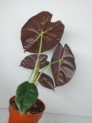 Alocasia Golden Bone