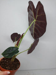 Alocasia Golden Bone