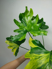 Thaumatophyllum Williamsii Aurea Variegata