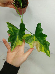 Thaumatophyllum Williamsii Aurea Variegata