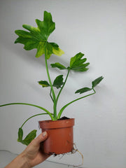 Thaumatophyllum Williamsii Aurea Variegata