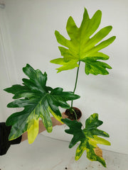 Thaumatophyllum Williamsii Aurea Variegata