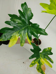 Thaumatophyllum Williamsii Aurea Variegata