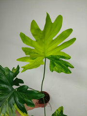 Thaumatophyllum Williamsii Aurea Variegata