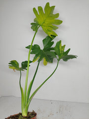 Thaumatophyllum Williamsii Aurea Variegata