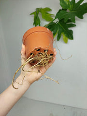 Thaumatophyllum Williamsii Aurea Variegata