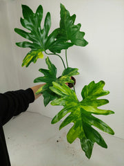 Thaumatophyllum Williamsii Aurea Variegata