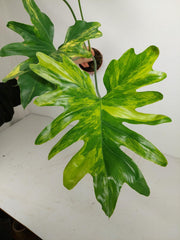 Thaumatophyllum Williamsii Aurea Variegata