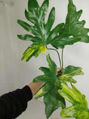 Thaumatophyllum Williamsii Aurea Variegata