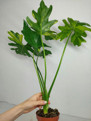 Thaumatophyllum Williamsii Aurea Variegata
