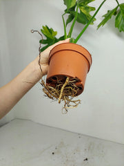 Thaumatophyllum Williamsii Aurea Variegata