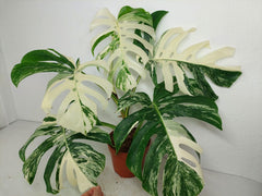 Monstera Variegata (zum aussuchen)