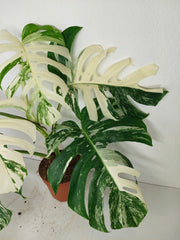 Monstera Variegata (zum aussuchen)