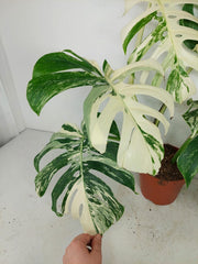 Monstera Variegata (zum aussuchen)