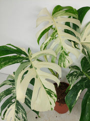 Monstera Variegata (zum aussuchen)