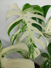 Monstera Variegata (zum aussuchen)