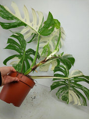 Monstera Variegata (zum aussuchen)