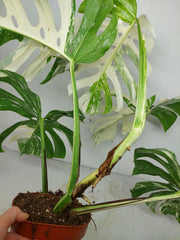 Monstera Variegata (zum aussuchen)