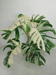 Monstera Variegata (zum aussuchen)