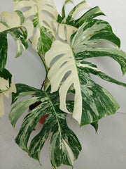 Monstera Variegata (zum aussuchen)