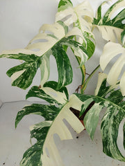 Monstera Variegata (zum aussuchen)