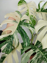 Monstera Variegata (zum aussuchen)