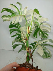 Monstera Variegata (zum aussuchen)