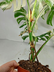 Monstera Variegata (zum aussuchen)