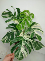 Monstera Variegata (zum aussuchen)
