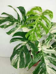 Monstera Variegata (zum aussuchen)