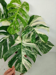 Monstera Variegata (zum aussuchen)