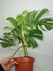 Monstera Variegata (zum aussuchen)