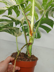 Monstera Variegata (zum aussuchen)