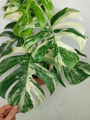 Monstera Variegata (zum aussuchen)