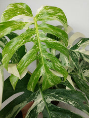 Monstera Variegata (zum aussuchen)