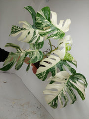 Monstera Variegata (zum aussuchen)