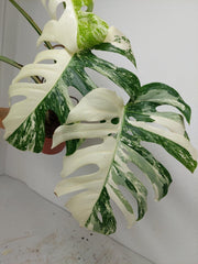 Monstera Variegata (zum aussuchen)