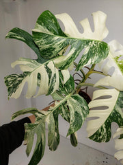 Monstera Variegata (zum aussuchen)