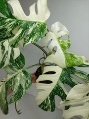 Monstera Variegata (zum aussuchen)