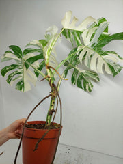 Monstera Variegata (zum aussuchen)